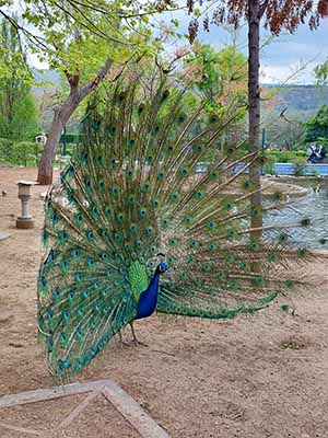 باغچه ای کوچک در حیاط کلیسا